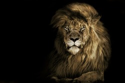 Lion king  , Portrait Wildlife animal single	