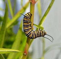 Monarch caterpillar pupa larve in detail zoomed in on Milkweed plant
