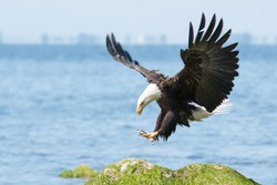 Bald eagle landing.