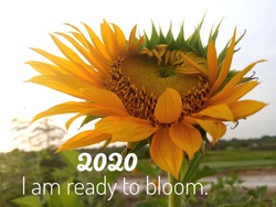 Inspirational motivational quote - 2020 i am ready to bloom. With background of fresh & beautiful sunflower blossom in the garden. Words of wisdom about life process concept with nature.
