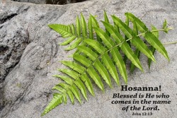 Palm Sunday concept with bible verse quote - Hosanna. Blessed is He who comes in the name of the Lord. John 12:13. With two green palm or fern leaves on a gray stone background. Happy Palm Sunday.