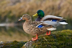 A pair of Mallard ducks resting motionless on a tree trunk. Sitting in the same position. Side view, closeup. Genus species Anas platyrhynchos.