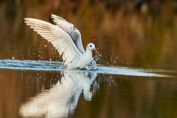 Wet black headed gull taking off . With splashing water drops on the wings. Frozen motion. Calm lake surface with reflection of tree leaves. Genus species Larus ridibundus.
