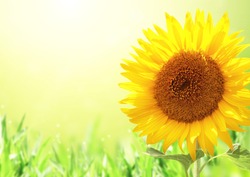 Bright yellow sunflower on green blurred sunny background. Copy space for text. Mock up template
