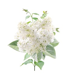 Branch of Lilac with white flowers and leaves. Twig of Common Lilac (Syringa vulgaris, Florent Stepman). Isolated of white background