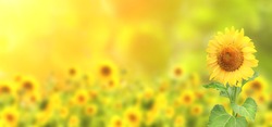 Bright yellow sunflowers on blurred sunny background. Horizontal nature banner with sunflower. Copy space for text
