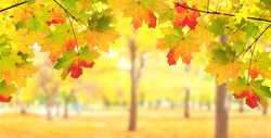 Calm fall season. Maple leaves on sunny beautiful nature autumn background. Horizontal autumn banner with  Maple leaf of red, yellow and green color. Copy space for text  