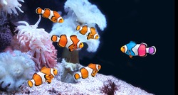 Concept - to be yourself, to be unique. A flock of standard clownfish and one colorful fish. Horizontal banner with fish and sea anemone on black background