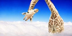 Giraffe face head hanging upside down. Curious gute giraffe peeks from above clouds. Fantastic scene with huge giraffe coming out of the cloud 