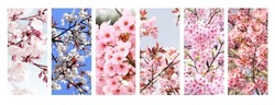 Set of vertical banner with sakura flowers of white and pink colors. Collection of beautiful nature spring background with a branch of blooming sakura. Hanami time in Japan. Copy space for text