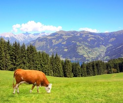 Cow grazing in a mountain meadow in Alps mountains, Tirol, Austria. View of idyllic mountain scenery in Alps with green grass and red cow on sunny day. European mountain landscape