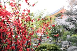Quince blossoming season in Japan. Blooming Japanese Quince (Chaenomeles japonica) bushes with red flowers in garden, Main Hall of Sanjusangendo (Rengeo-in) Buddhist Temple, Kyoto, Japan