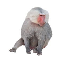 Male monkey hamadryad (Papio hamadryas, genus of baboons). Isolated on white background