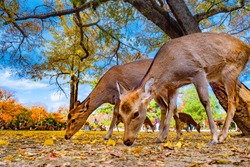 Japan. Nara Park. Two deer close-up. The deer lowered their heads to the ground. Animals walk in the Park of Nara. Deer in autumn Park. People communicate with animals.