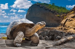 Galapagos Islands. Galapagos tortoise. Big turtle. Ecuador.