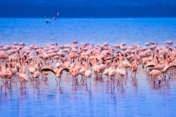 Pink flamingo. Flock of flamingos on the lake. Africa. Birds of Africa.