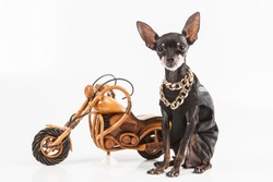 The dog sits next to the motorcycle. A small dog. A small motorcycle.