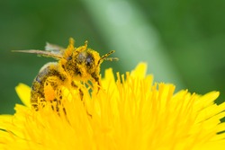 Honey bee on yellow flower in pollen, closeup. Honey bee covered with yellow pollen collecting nectar in flower. 
