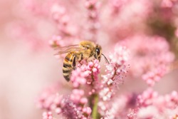 honey bee collecting nectar. Honey bee closeup on a flower. Honey bee among pink flowers Tamarix tetrandra, closeup, blurred 