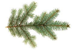 Branch of Colorado blue spruce (Picea pungens) isolate on a white background. The blue spruce, Colorado spruce, or Colorado blue spruce, with the Latin name Picea pungens. 