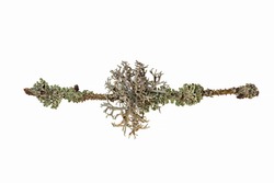 Lichen on a tree branch isolated on white background. Lichen on a branch. blue branched lichen isolated on white background. Lichen Pseudevernia furfuracea isolate on a white background.