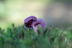 Purple violet mushroom Amethyst deceiver (Laccaria amethystina). Amethyst deceiver (Laccaria amethystina).