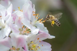 Flying honey bee collecting bee pollen from apple blossom.