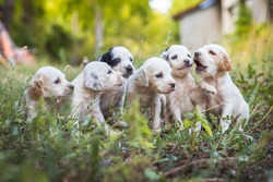 English Setter Puppies In The Farm