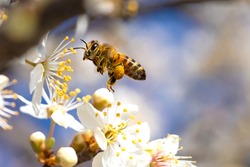 Flying honey bee collecting pollen from tree blossom. Bee in flight over spring background.