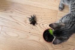 Top view of tabby grey kitten broken the house plant and makes mess with ground on the floor. Naughty playful cat. Pet problems at home. Smashed down houseplant by pet
