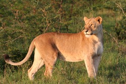 Lioness - Free Stock Photo by Jackie Skeate on Stockvault.net