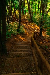 vertical photography of wood land dirt trail with hand made rustic stairs foot path object in outskirts environment space, soft focus concept  