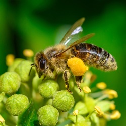 Macro shot of a bee (Apis) sitting on ivy flowers and covered with pollen all over.