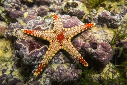 A starfish Fromia monilis (Elegant sea star) on a background of colored stones.