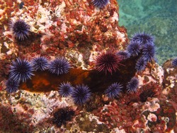 Purple and red sea urchins eat a piece of kelp.