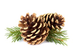 Brown pine cones and fir tree branch on a white background
