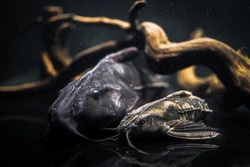 Oxydoras niger and Megalodoras uranoscopus in the black aquarium, fed together.