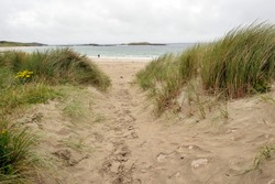 Tall green grass on a yellow sand dune by ocean. Nature scene, west coast of Ireland. Calm nature environment