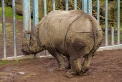 Huge Indian Rhino standing by a fence waiting for food delivery in a zoo enclosure. Wild animal preservation for future generation concept. Stunning animal on brown mud.