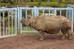 Huge Indian Rhino standing by a fence waiting for food delivery in a zoo enclosure. Wild animal preservation for future generation concept. Stunning animal on brown mud. Side view