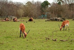 Green field with red lechwe and European bison in a zoo. Animal preservation concept.