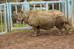 Big Indian Rhino standing by a fence waiting for food delivery in a zoo enclosure. Wild animal preservation for future generation concept. Stunning animal on brown mud. Side view
