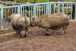 Two big Indian Rhino standing by a fence waiting for food delivery in a zoo enclosure. Wild animal preservation for future generation concept. Stunning animal on brown mud. Side view