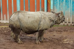 Big Indian Rhino standing by a fence waiting for food delivery in a zoo enclosure. Wild animal preservation for future generation concept. Stunning animal on brown mud. Side view