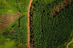 Small country road by a dense green forest. Aerial drone top down view. County Tipperary. Ireland. Irish nature.