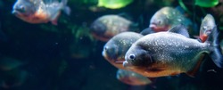 Group of red-bellied piranhas are swimming, bright, stock photo fish in natural conditions