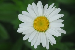 White Daisy on green background