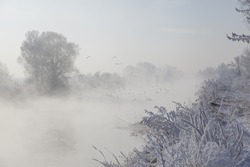 winter landscape with a misty river, grass and reeds on the beach, covered with hoarfrost, and birds flying over the river