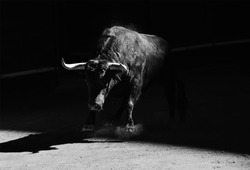Bull in bullring on spain