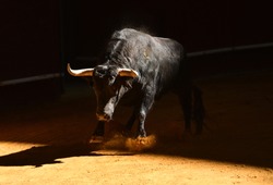 Bull in spanish bullring